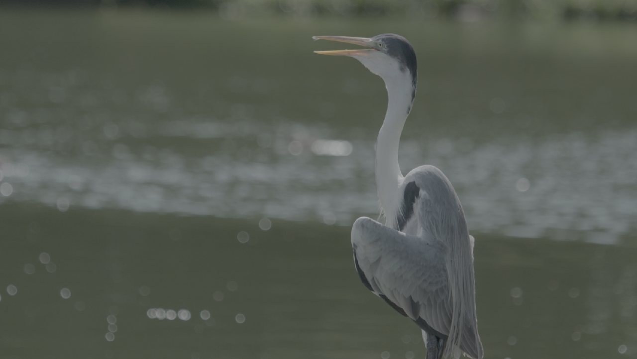 Image réalisée avec la SOny FS7 en mode S-LOG3 (crédit image Ramlo Prod Dominique Lecuivre).