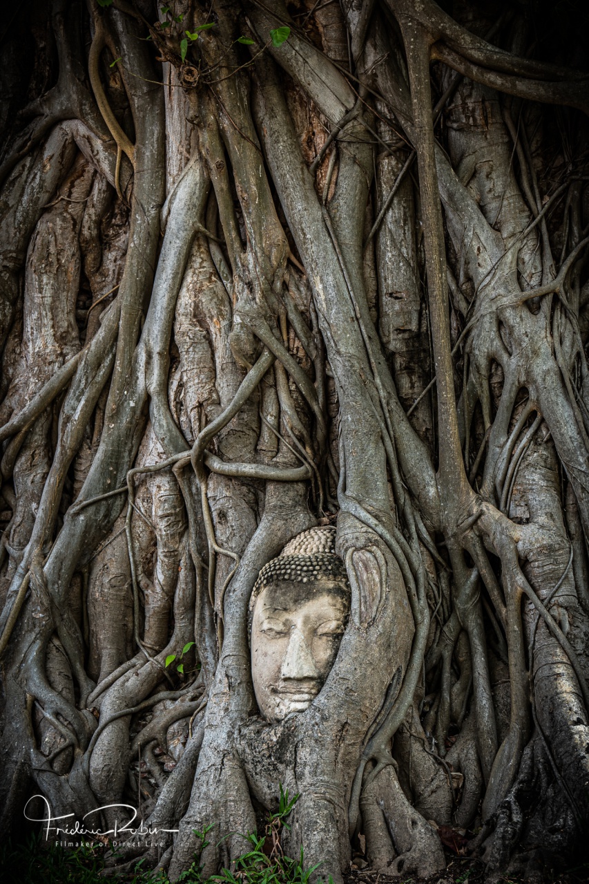 Statue de tête de Bouddha sous l'arbre racine en Ayutthaya Thaïlande Statue de tête de Bouddha sous l'arbre racine en Ayutthaya Thaïlande