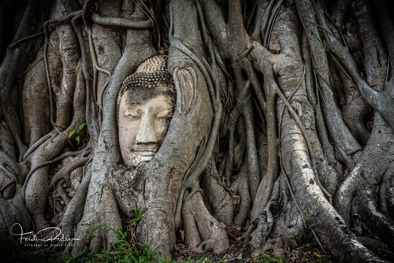 Statue de tête de Bouddha sous l'arbre racine en Ayutthaya Thaïlande Statue de tête de Bouddha sous l'arbre racine en Ayutthaya Thaïlande