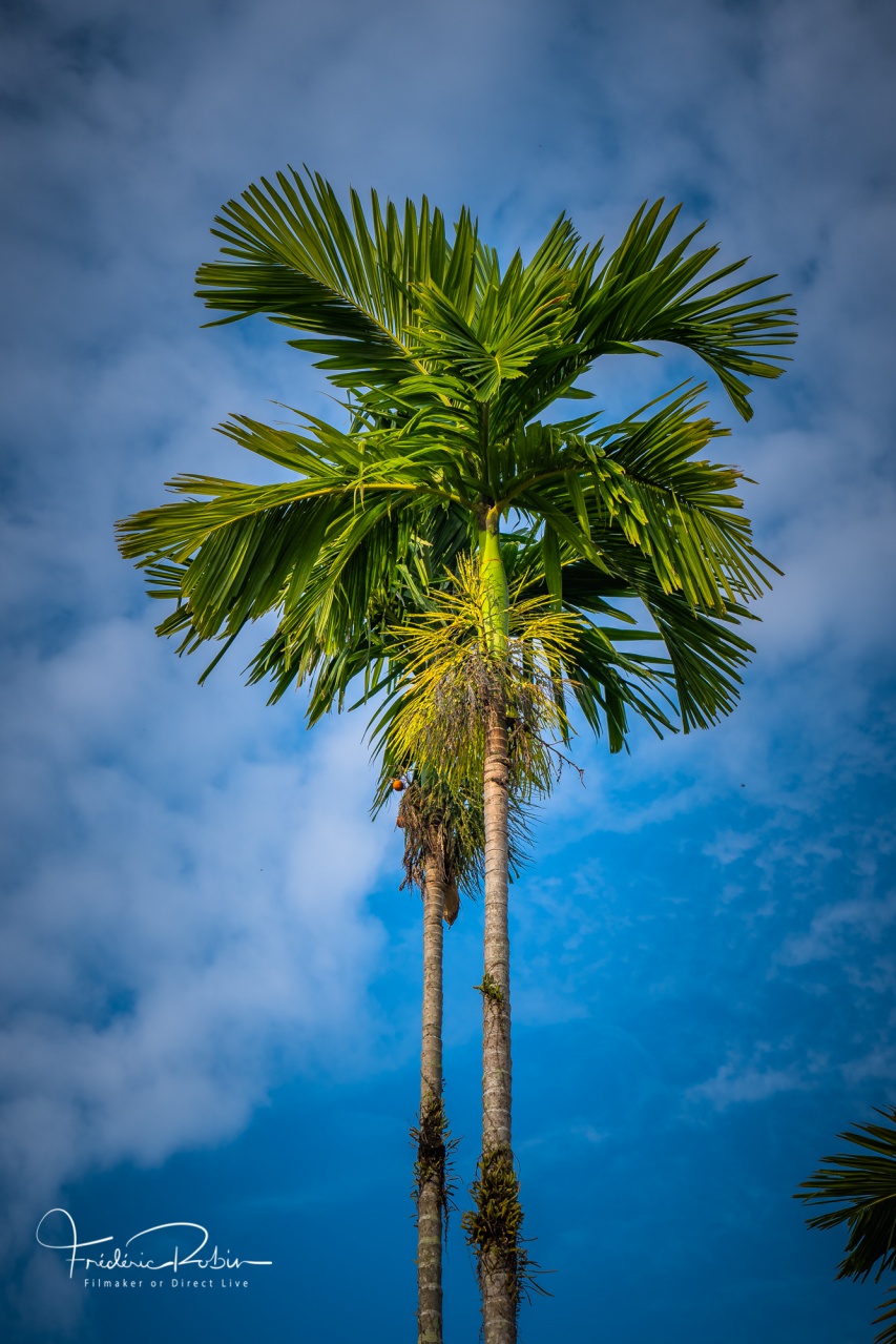 Palmier Thaïlande Palmier Thaïlande