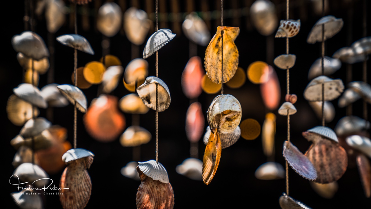 Coquillage collier Thailande Coquillage collier Thailande