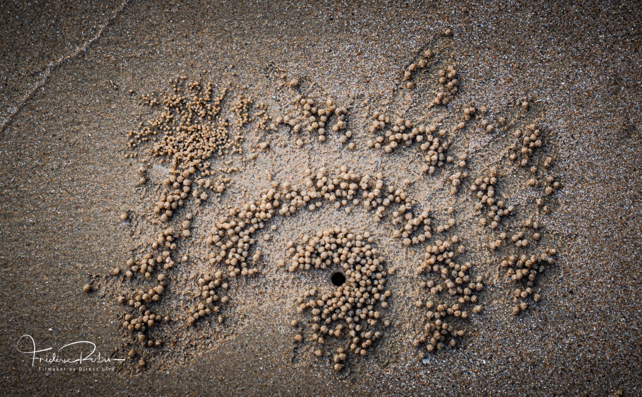 Plage AO NANG travail des crabes sur la plage Plage AO NANG travail des crabes sur la plage